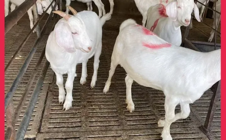 ����С��ʲô�۸�