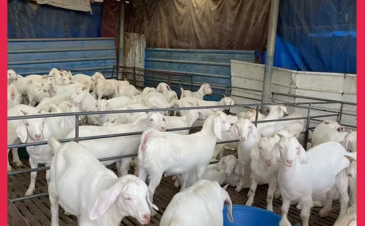 ��ʩ��ɽ��۸�