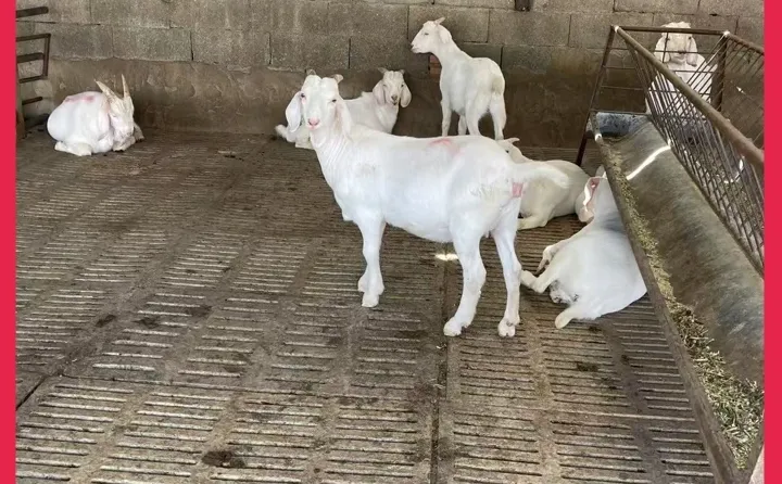 �����Ų�����۸�