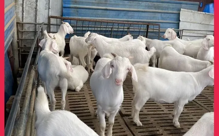 ����ɽ��۸�