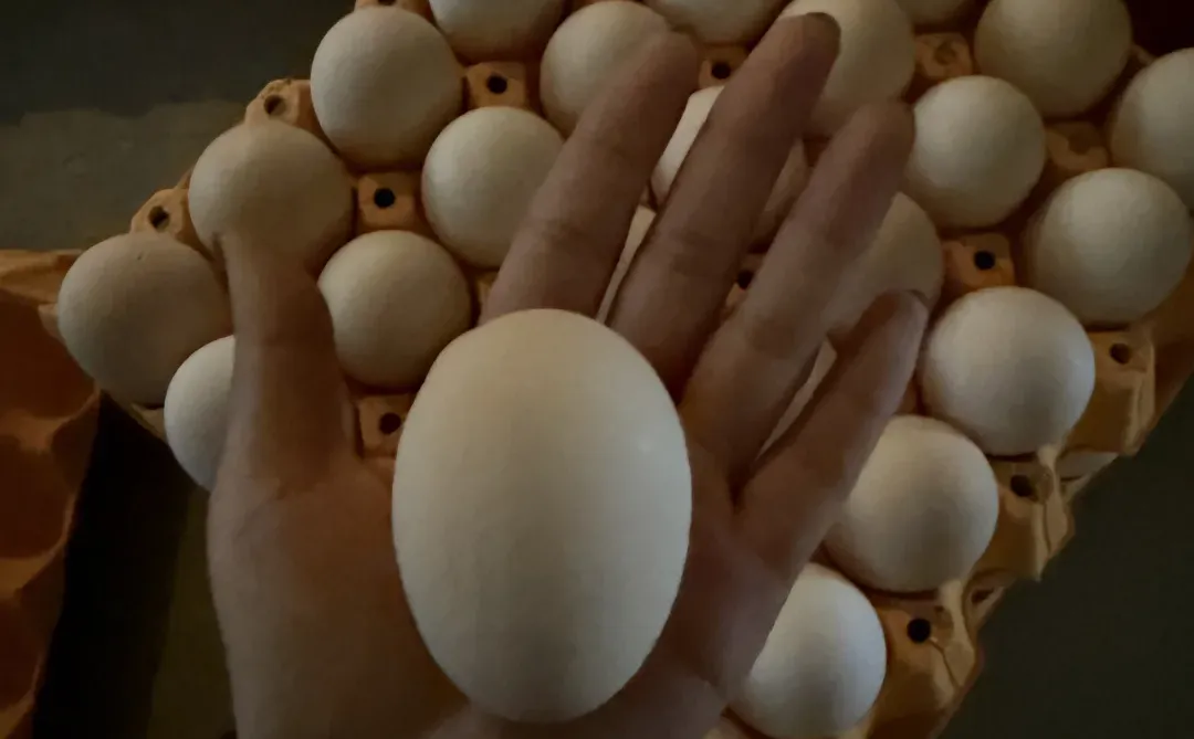 �����˫�Ƽ�����ĳ����⣡?