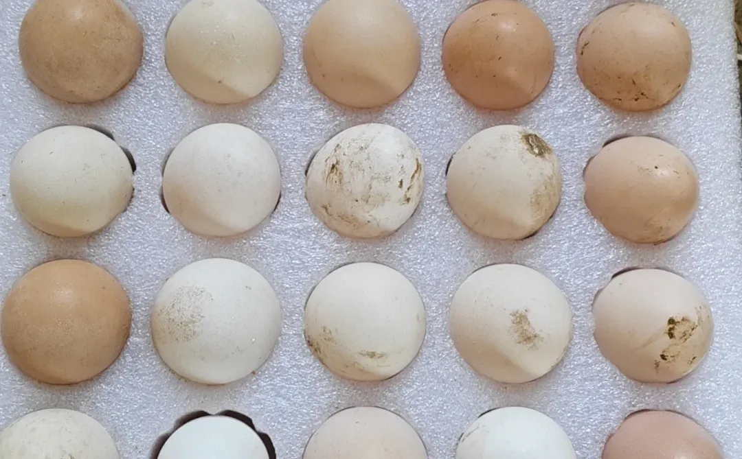 ������ҷ���������Ц��������Ҫ��