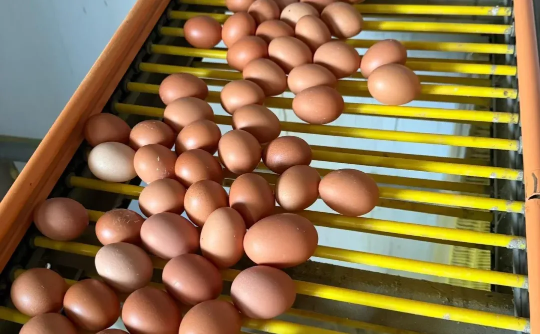 ����ֱ����������