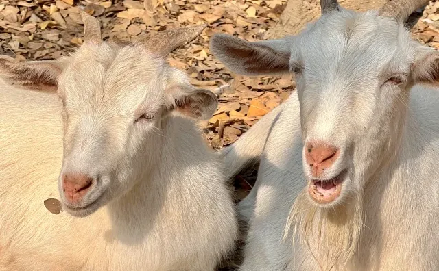 С��ĳ����ɳڸС�