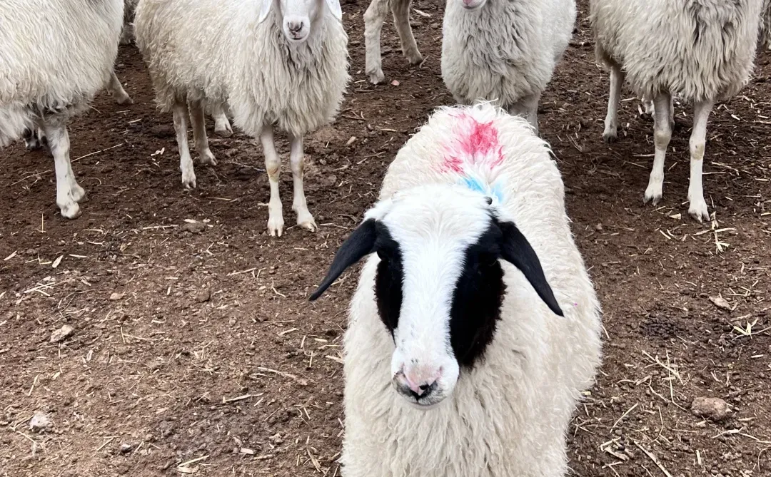 好羊肉 性价比可以高一点