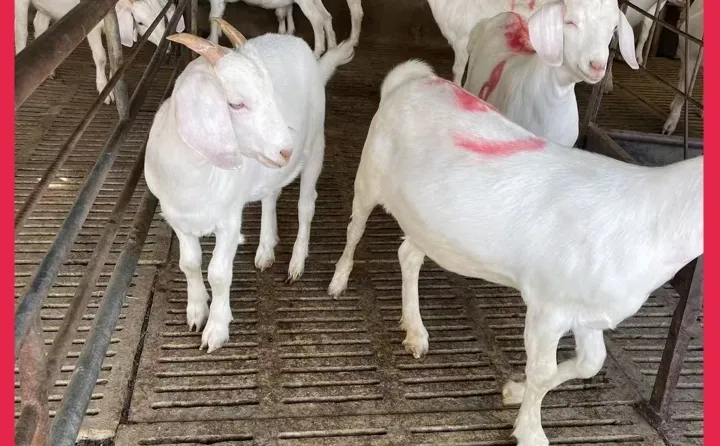 ����������ֳ