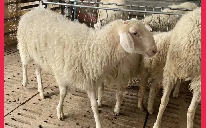 ����С����ֳ