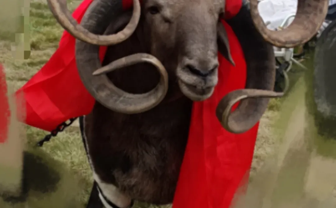 救命!!牛羊打架打到我想转行?还好遇到