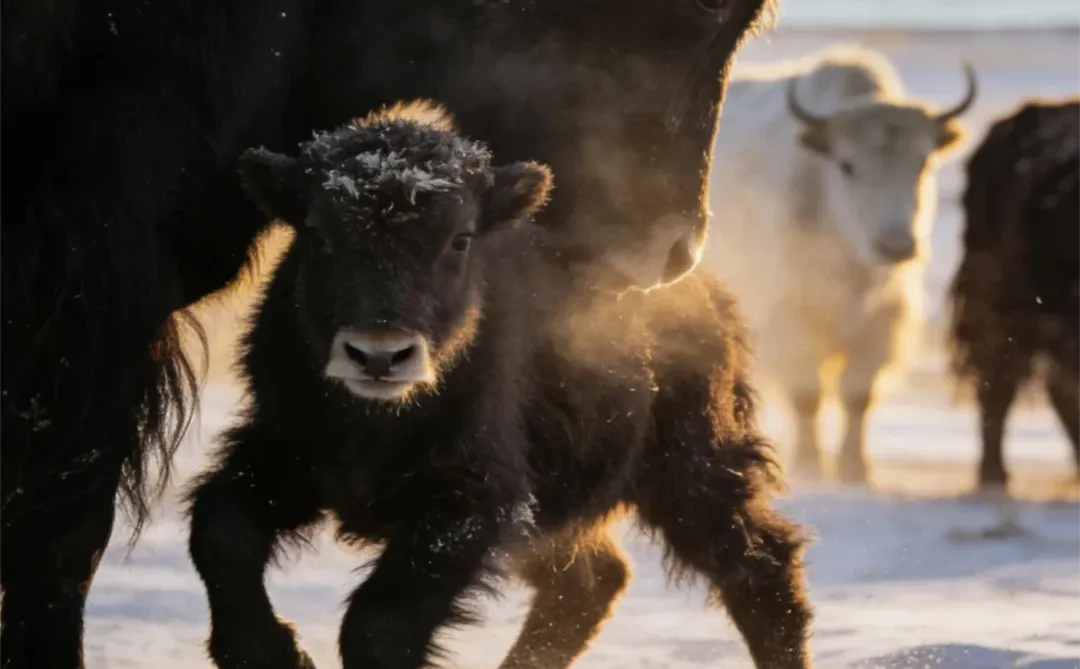 �ӡ���ԭ�����������������������������