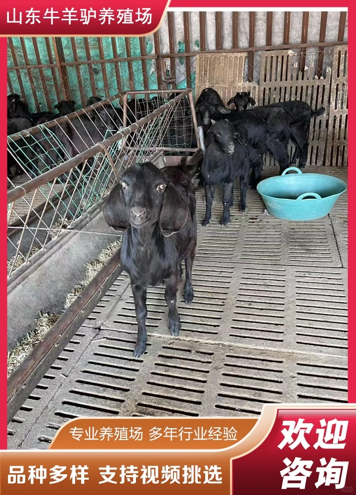 ��ʩ��ɽ��۸�