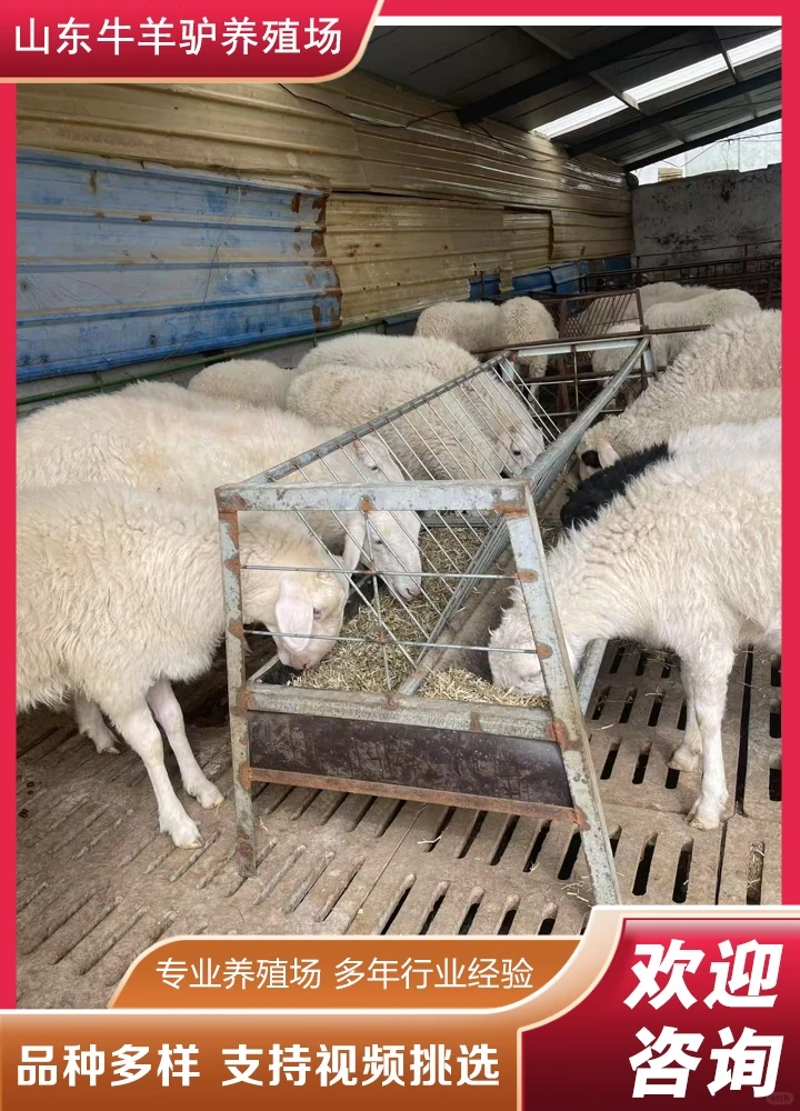 ����������ֳ