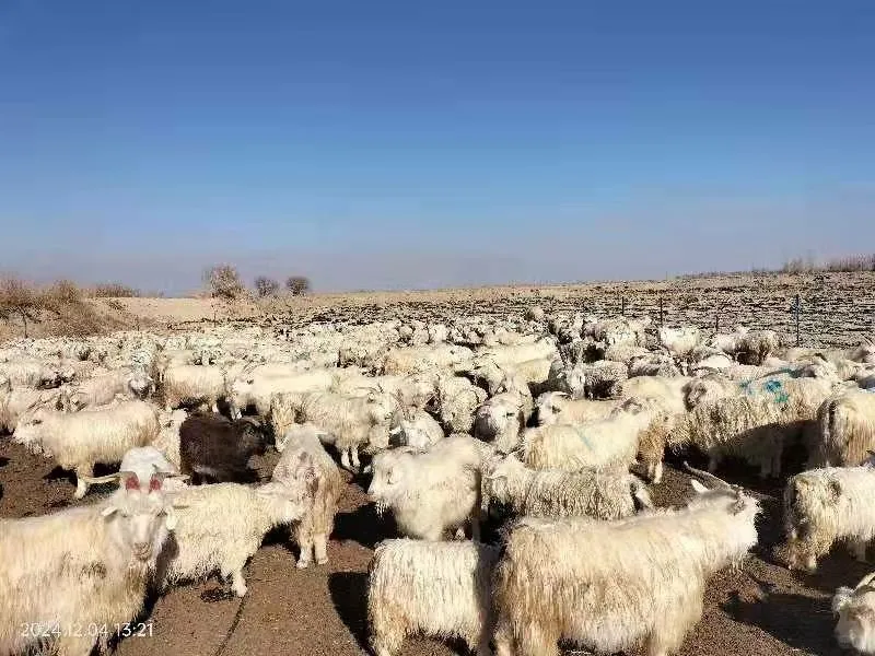 ���ɰ���������