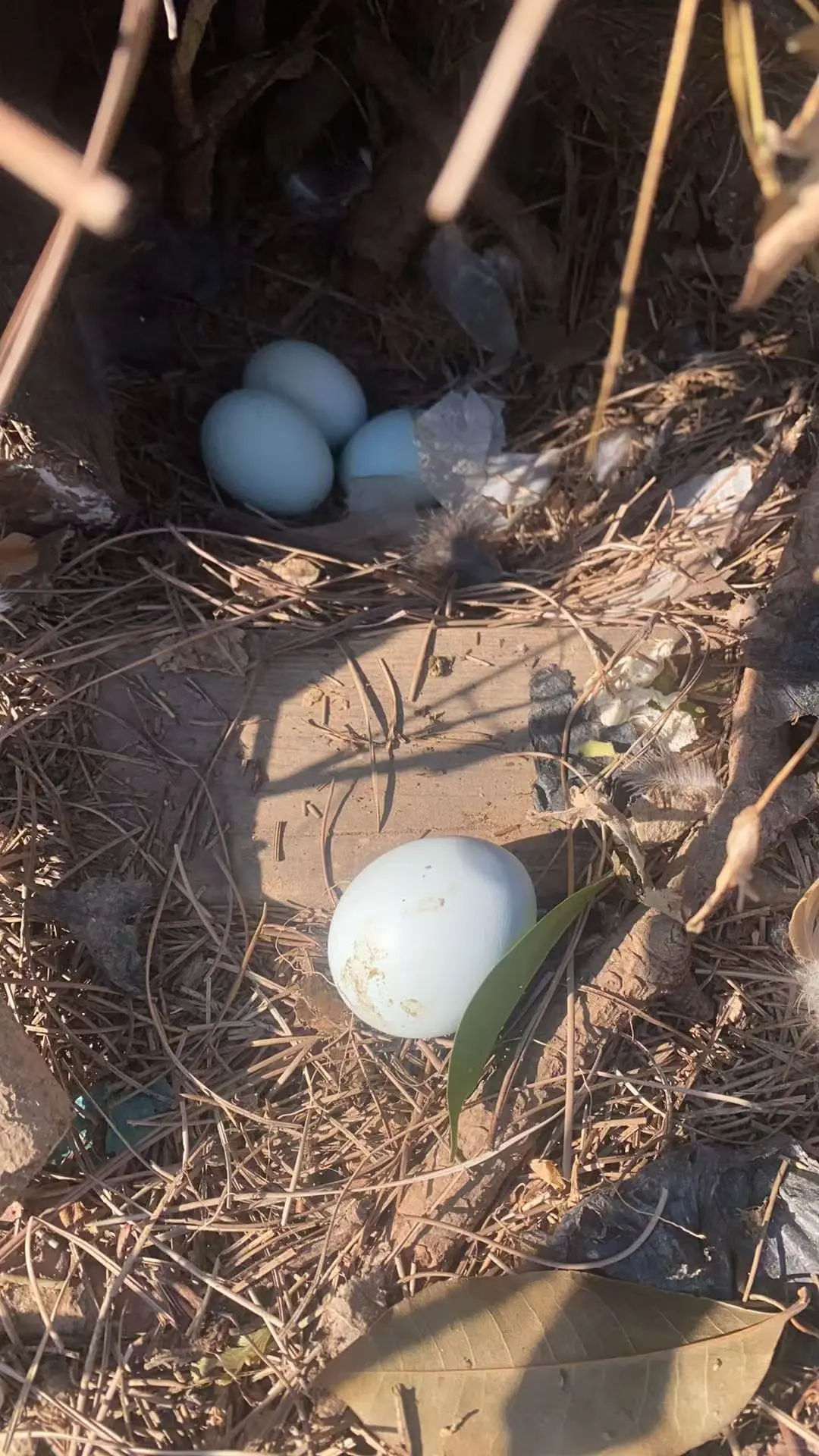 �ϼ�ɢ��������������ĸ��