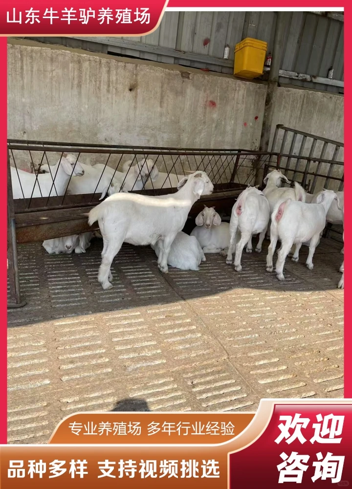 ��������۸�