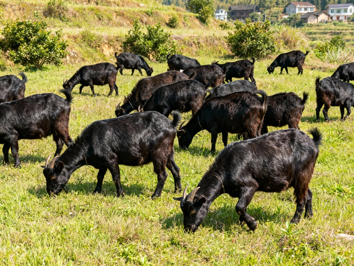 �������Բݳ���Ҷ�����غ�ɽ�����