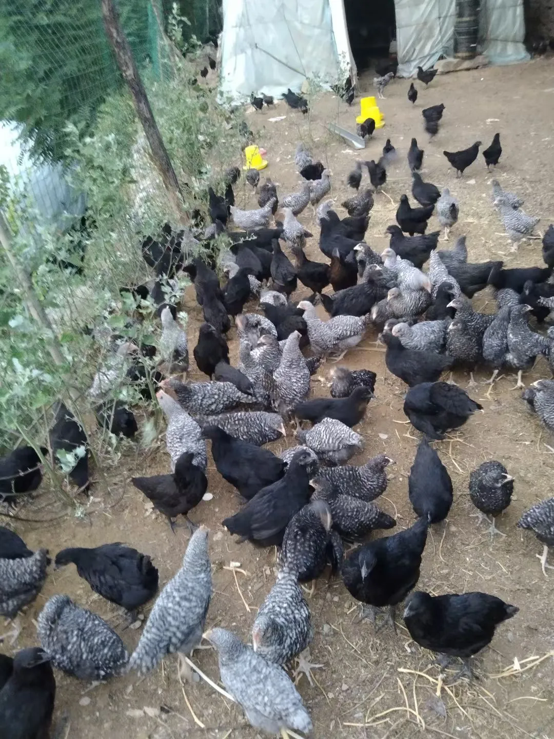 ȥ�����з�֦ĩ�ڣ�ֱ���ݳ޵ĺ��ģ�