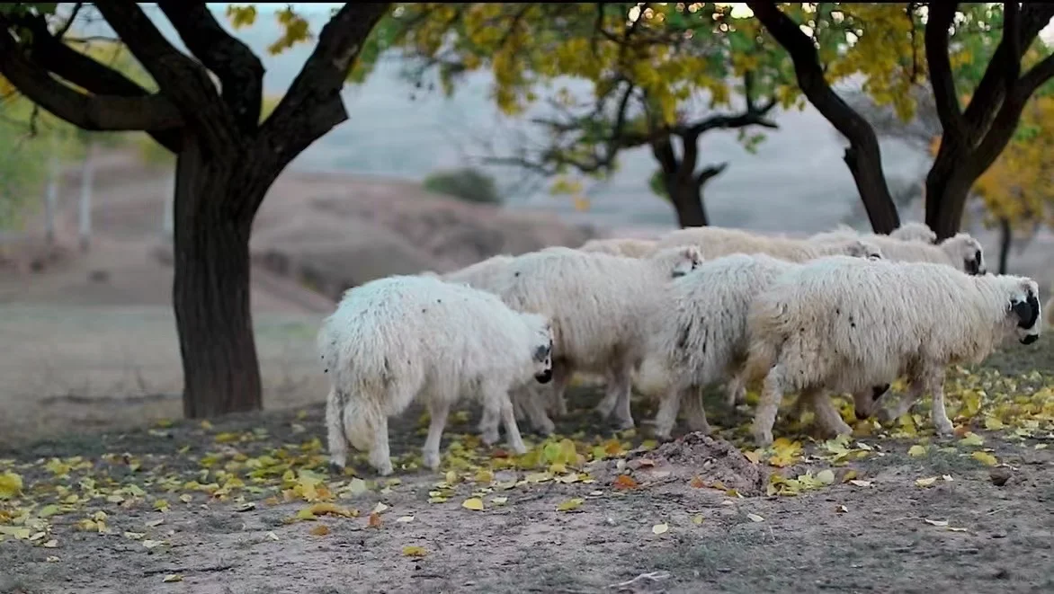 ˳����ʺ����������۴�������̲����