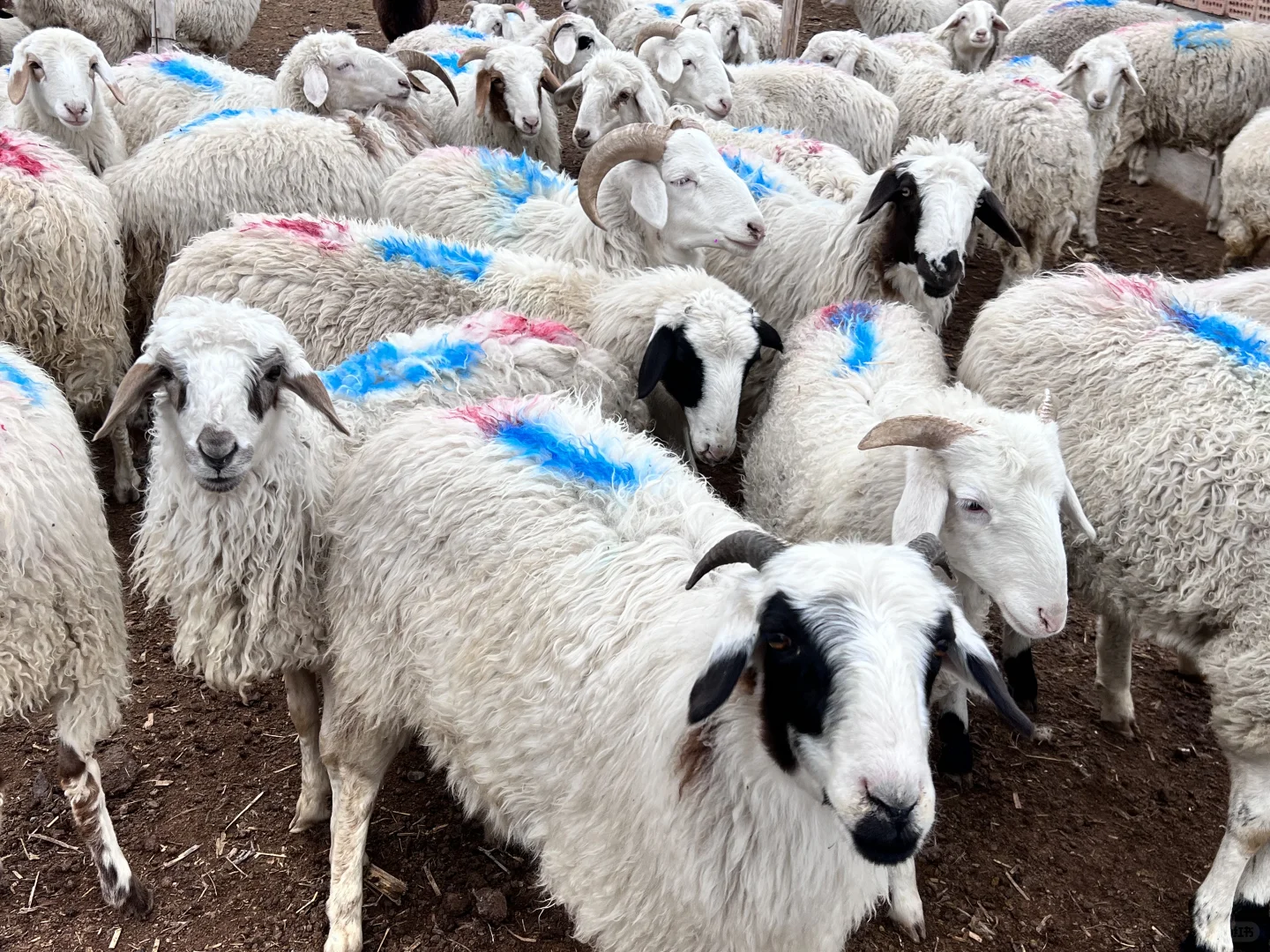 好羊肉 性价比可以高一点