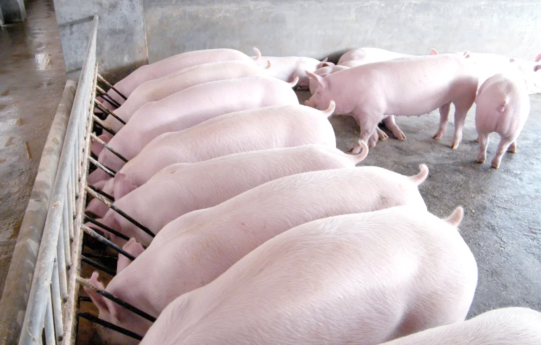 ����ǰ����������������ѧ�߷ʶ�׬һ�ʣ�