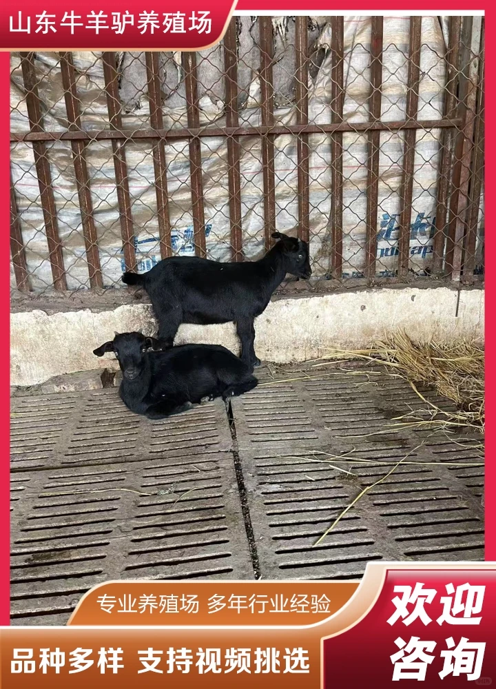 ��Ȫ����۸�