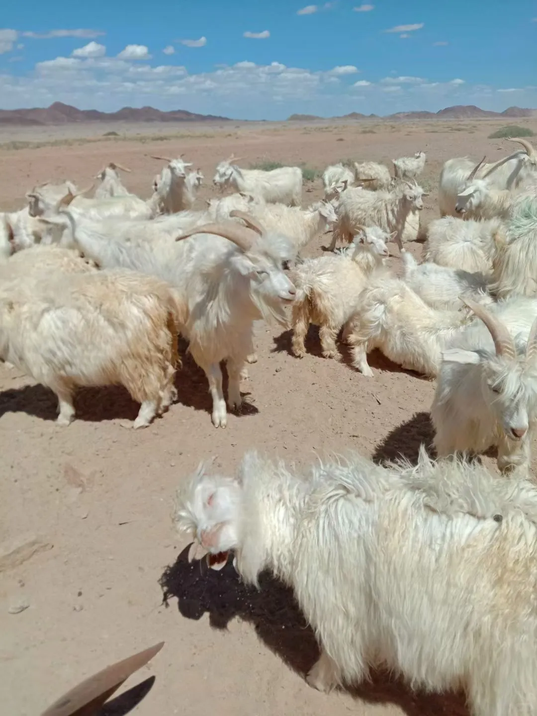 ���ɰ���������