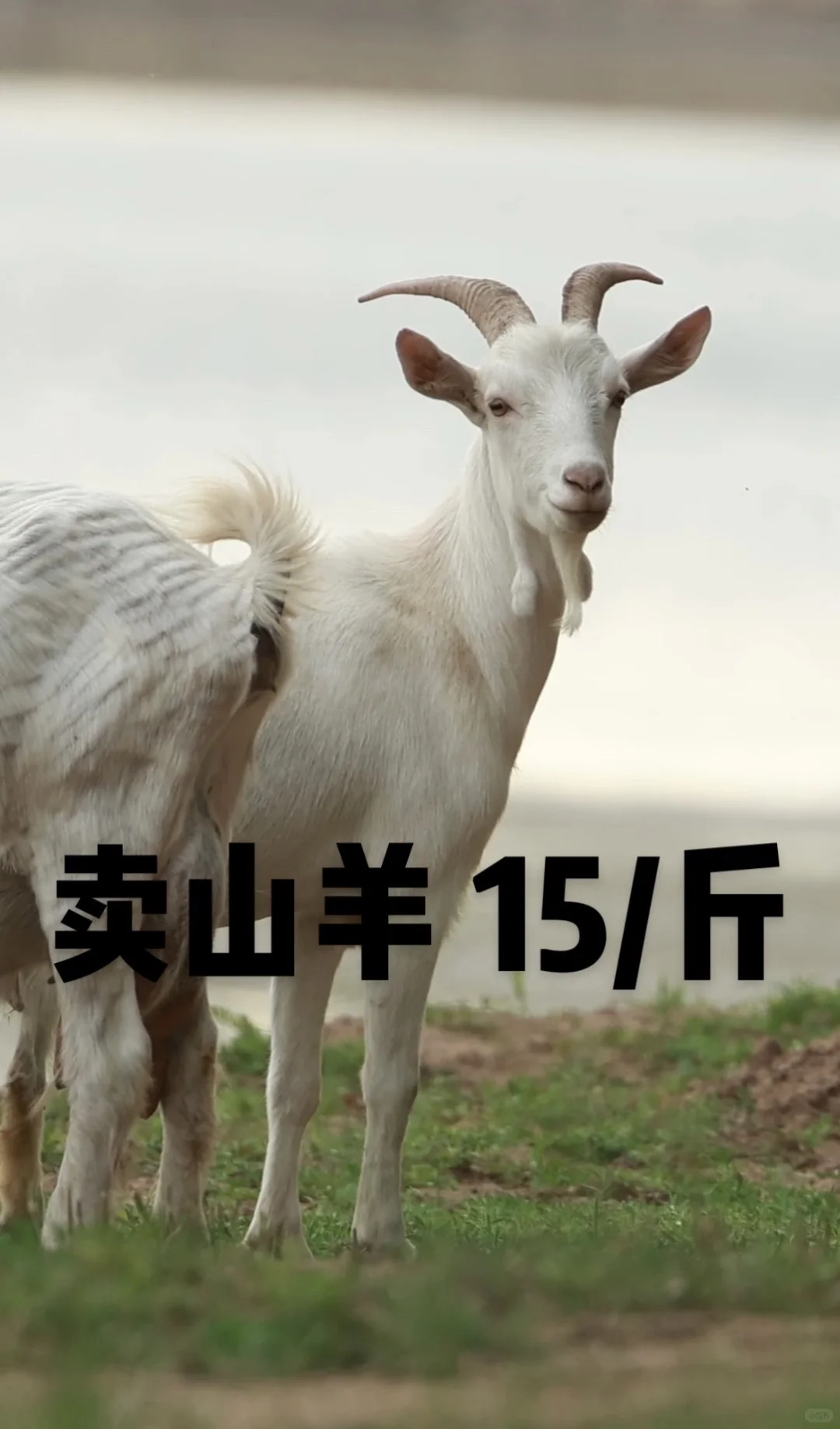 ��������ɽ��15һ�� �绰150 4338 6276