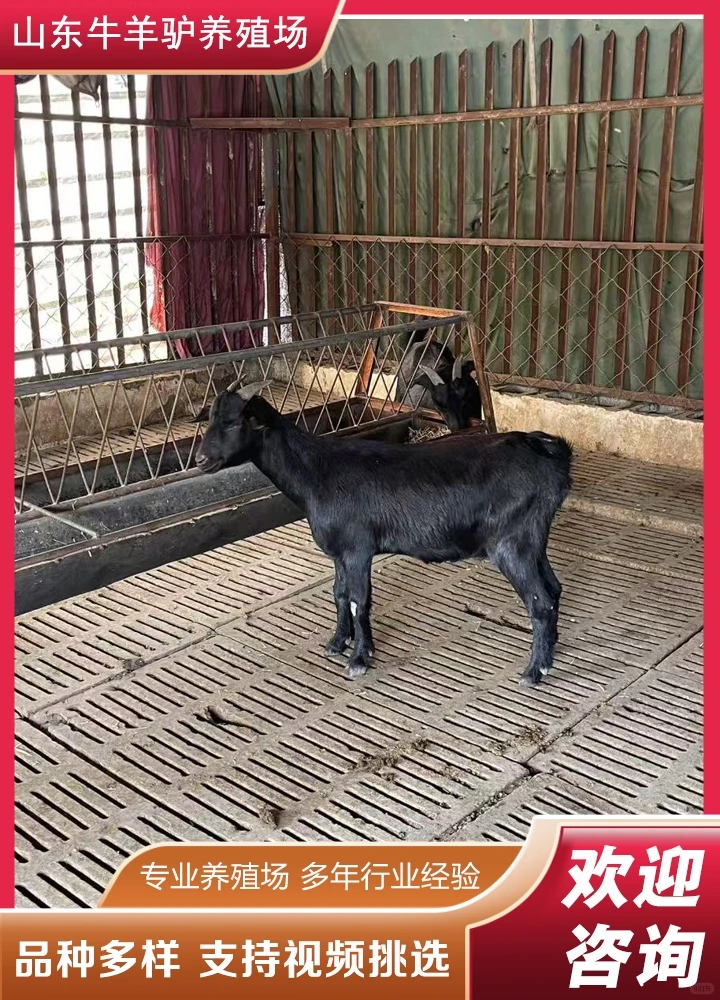 ����ɽ��۸�