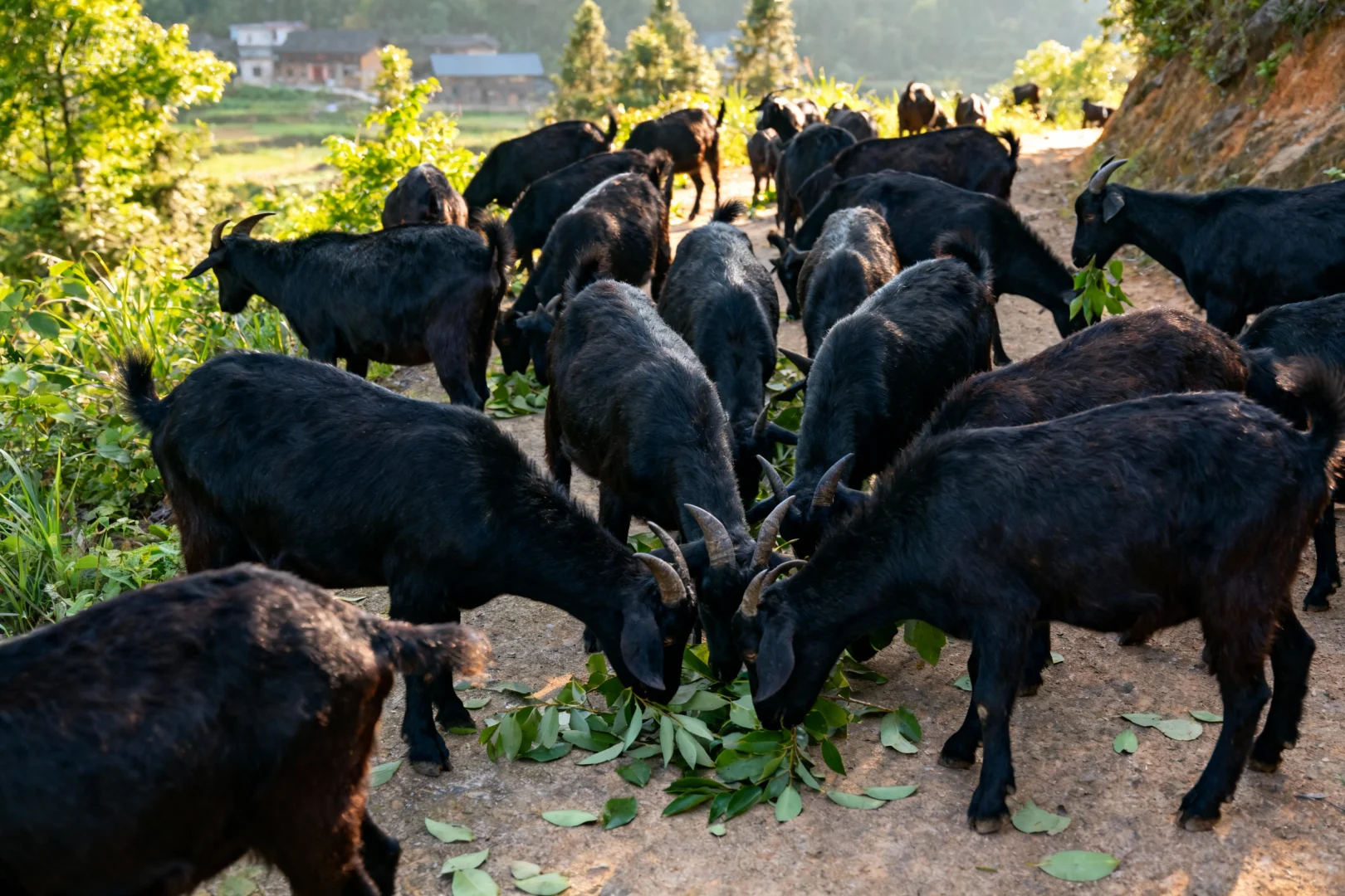 �������Բݳ���Ҷ�����غ�ɽ�����