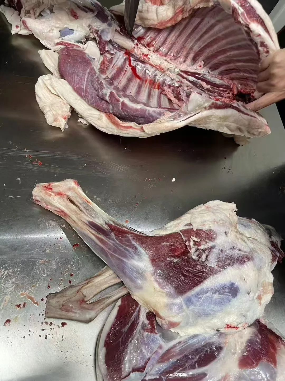 ��һֻ�򵽵��������٣�