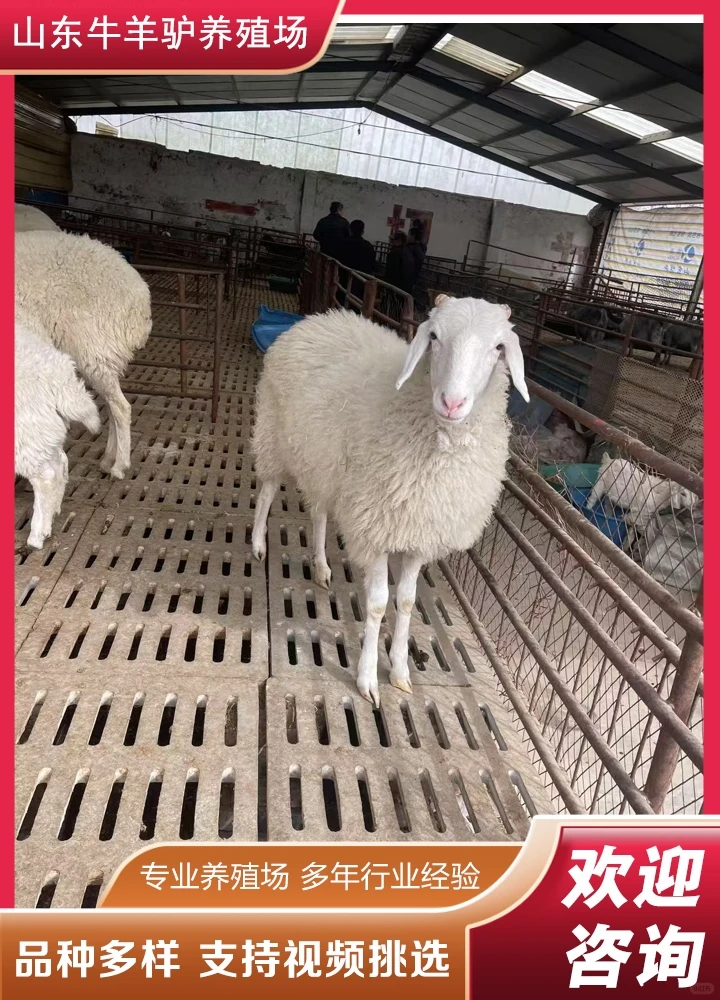 ��Ȫ����۸�