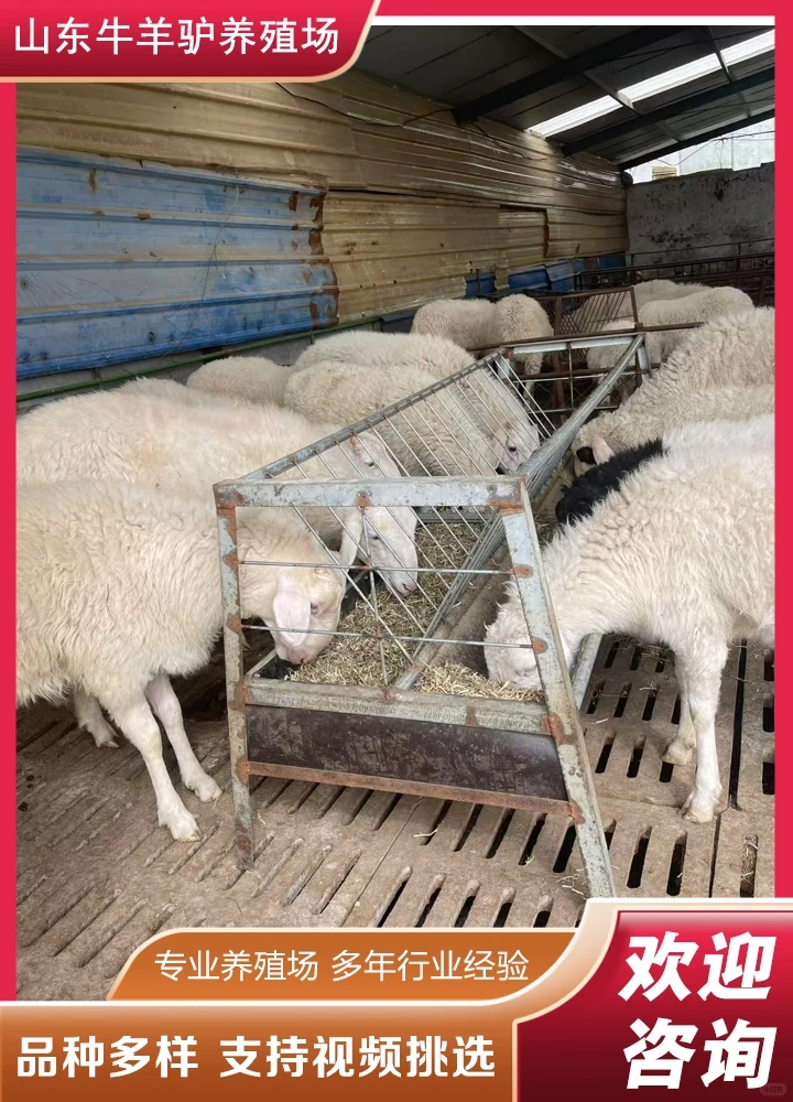 ����С��ʲô�۸�