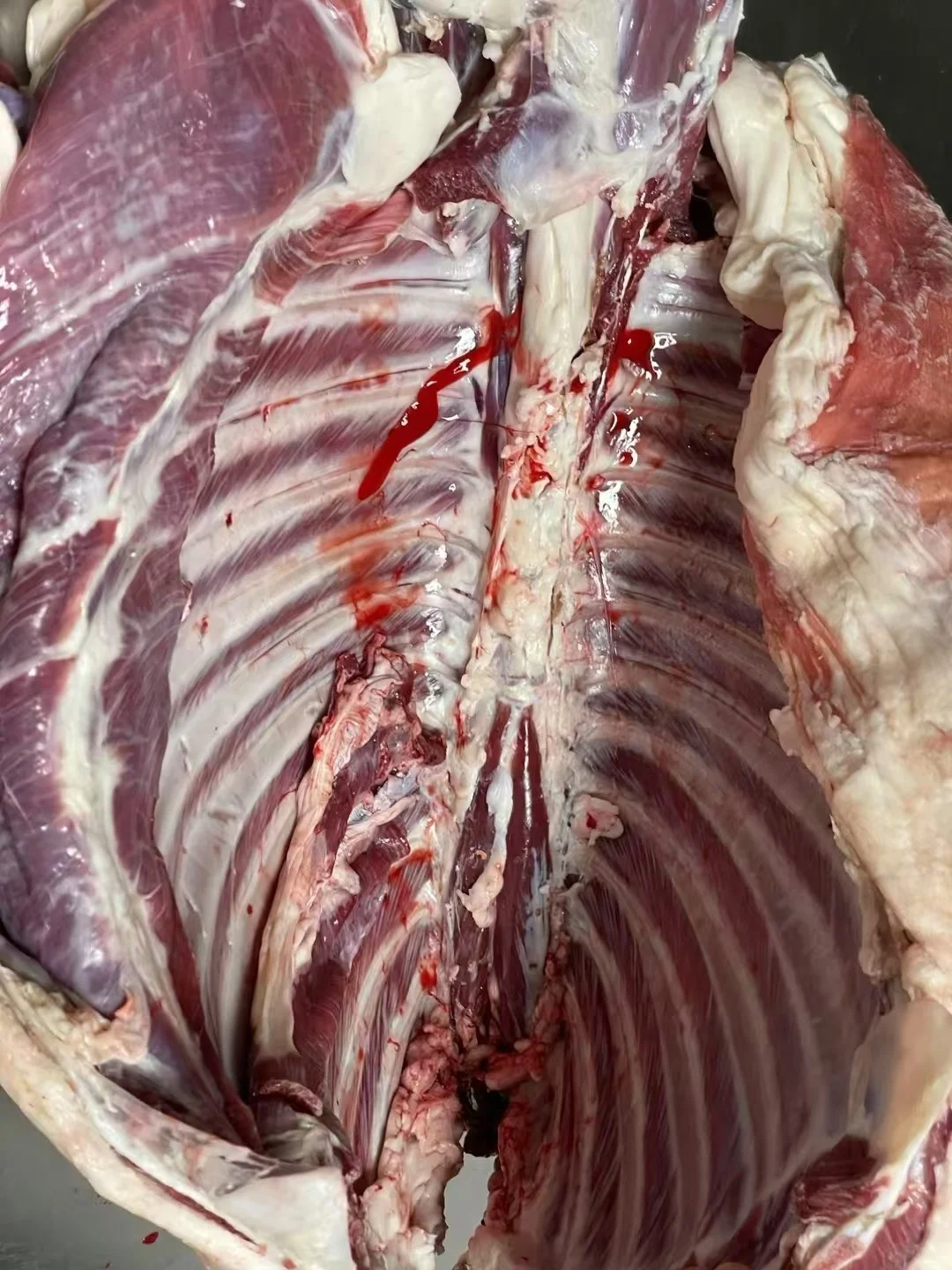 ��һֻ�򵽵��������٣�