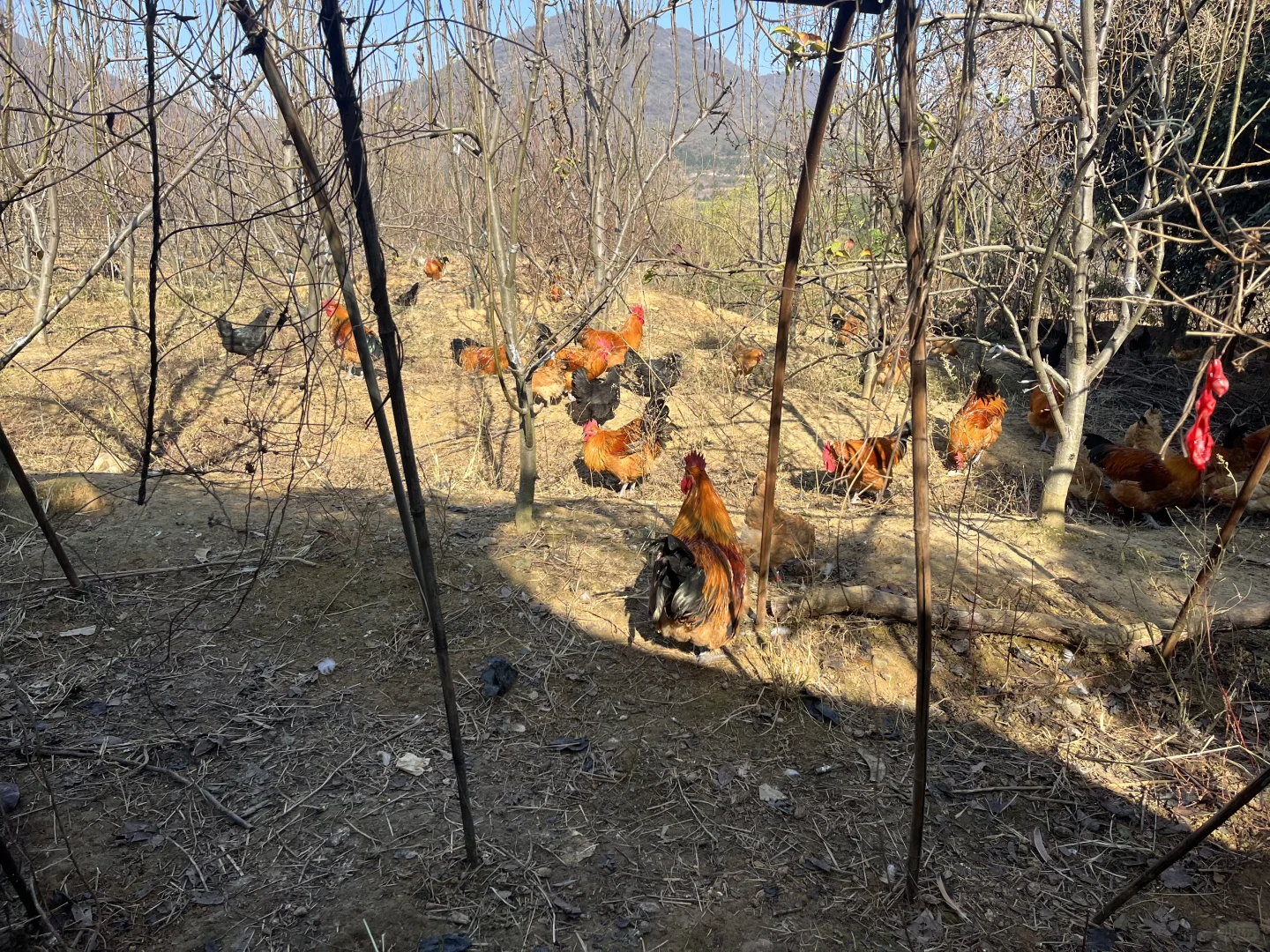 �ϼ�ɢ��������������ĸ��