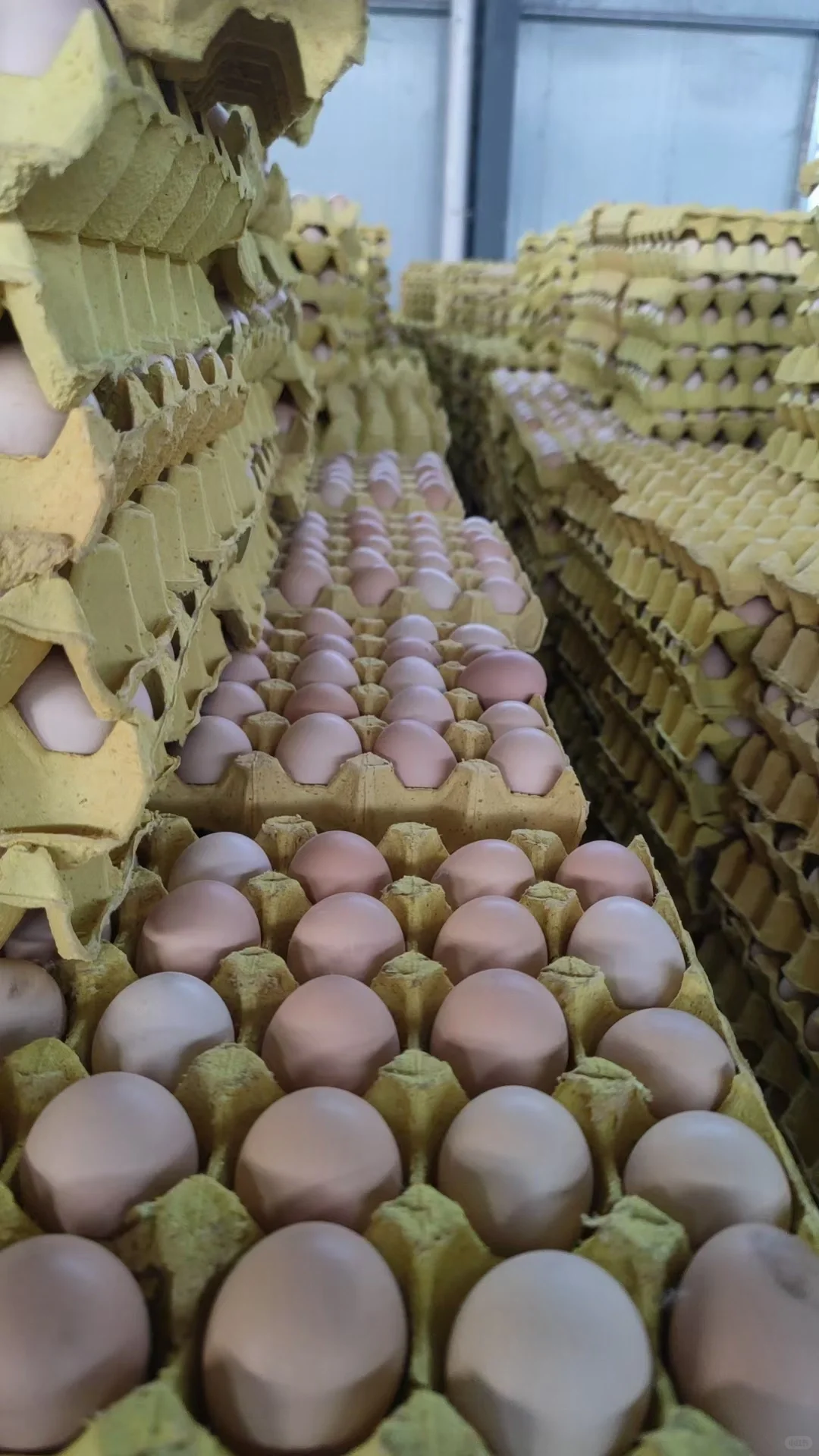 �����������������񼦵����ݼ���