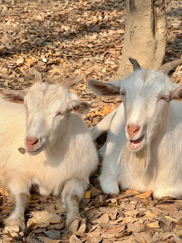 С��ĳ����ɳڸС�