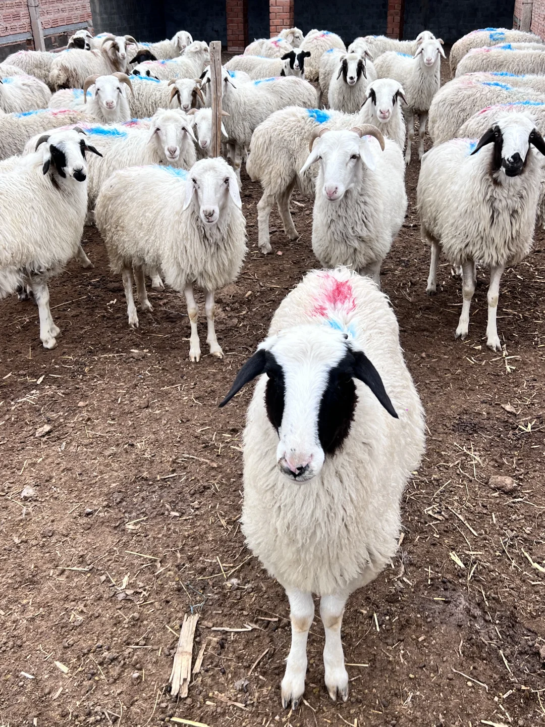 好羊肉 性价比可以高一点