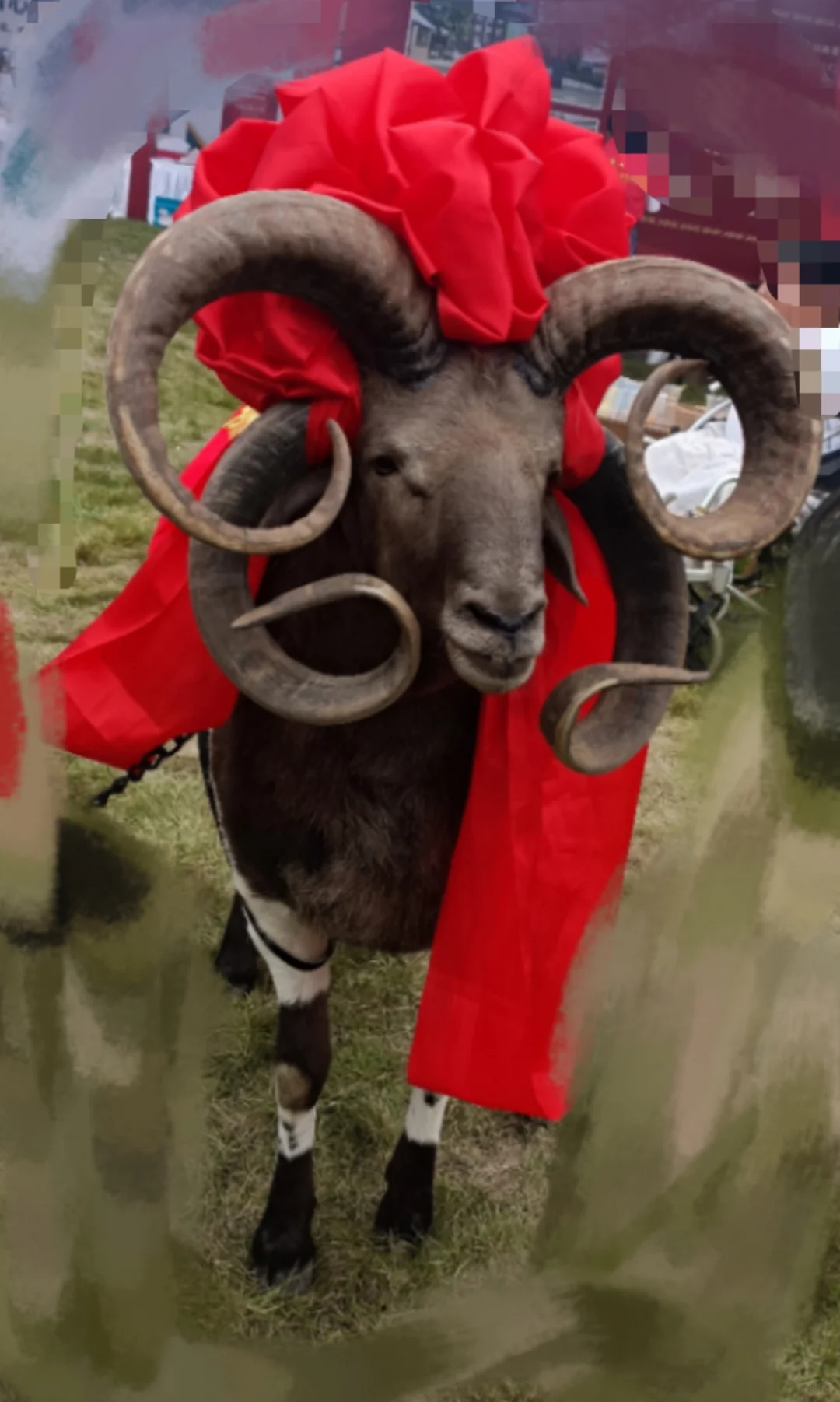 救命!!牛羊打架打到我想转行?还好遇到