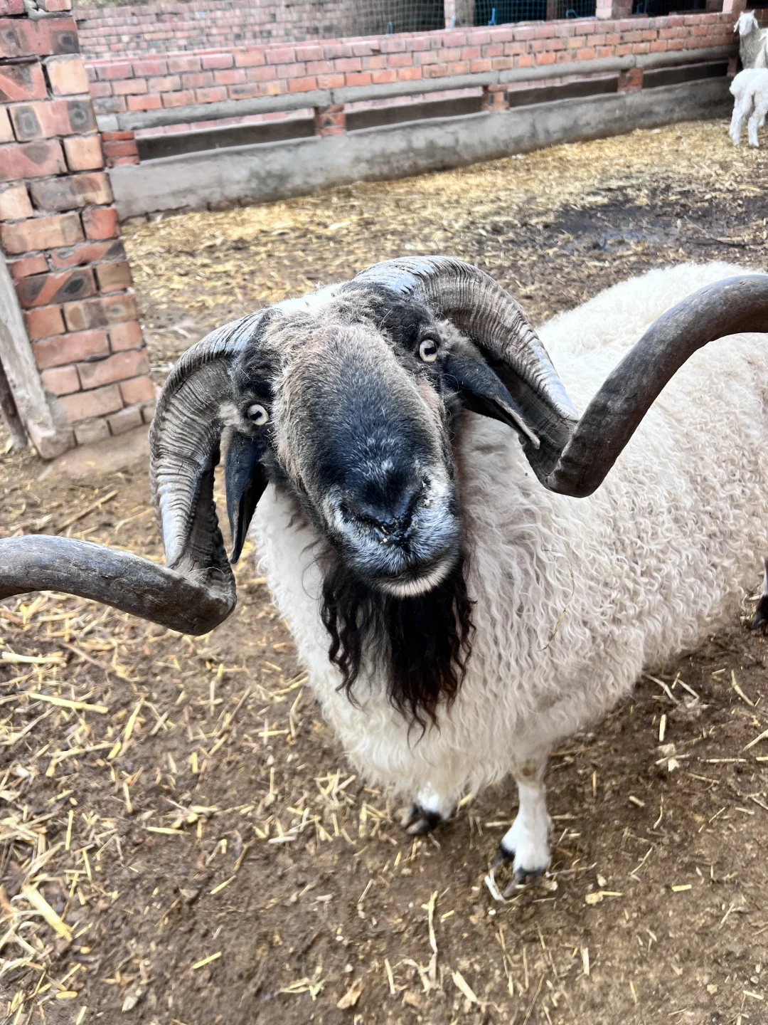 好羊肉 性价比可以高一点