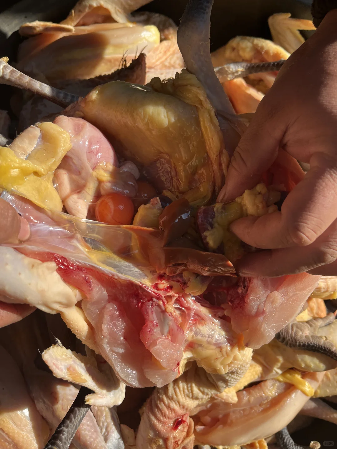 �ϼ�ɢ��������������ĸ��