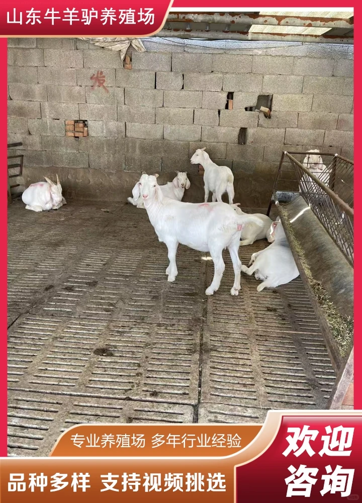 ����������ֳ