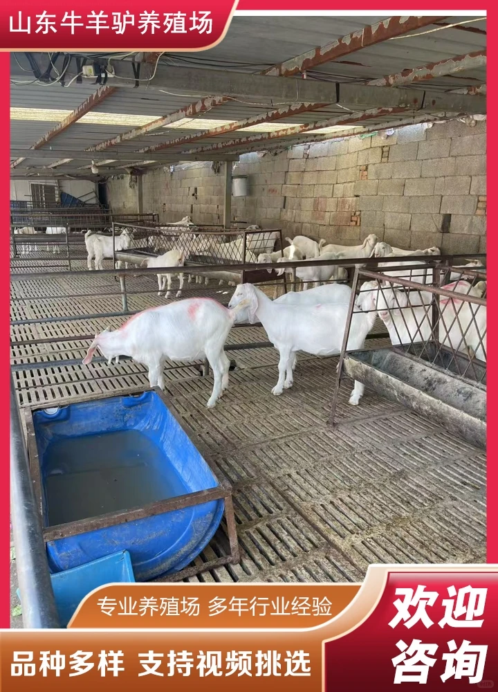 ��Ȫ����۸�