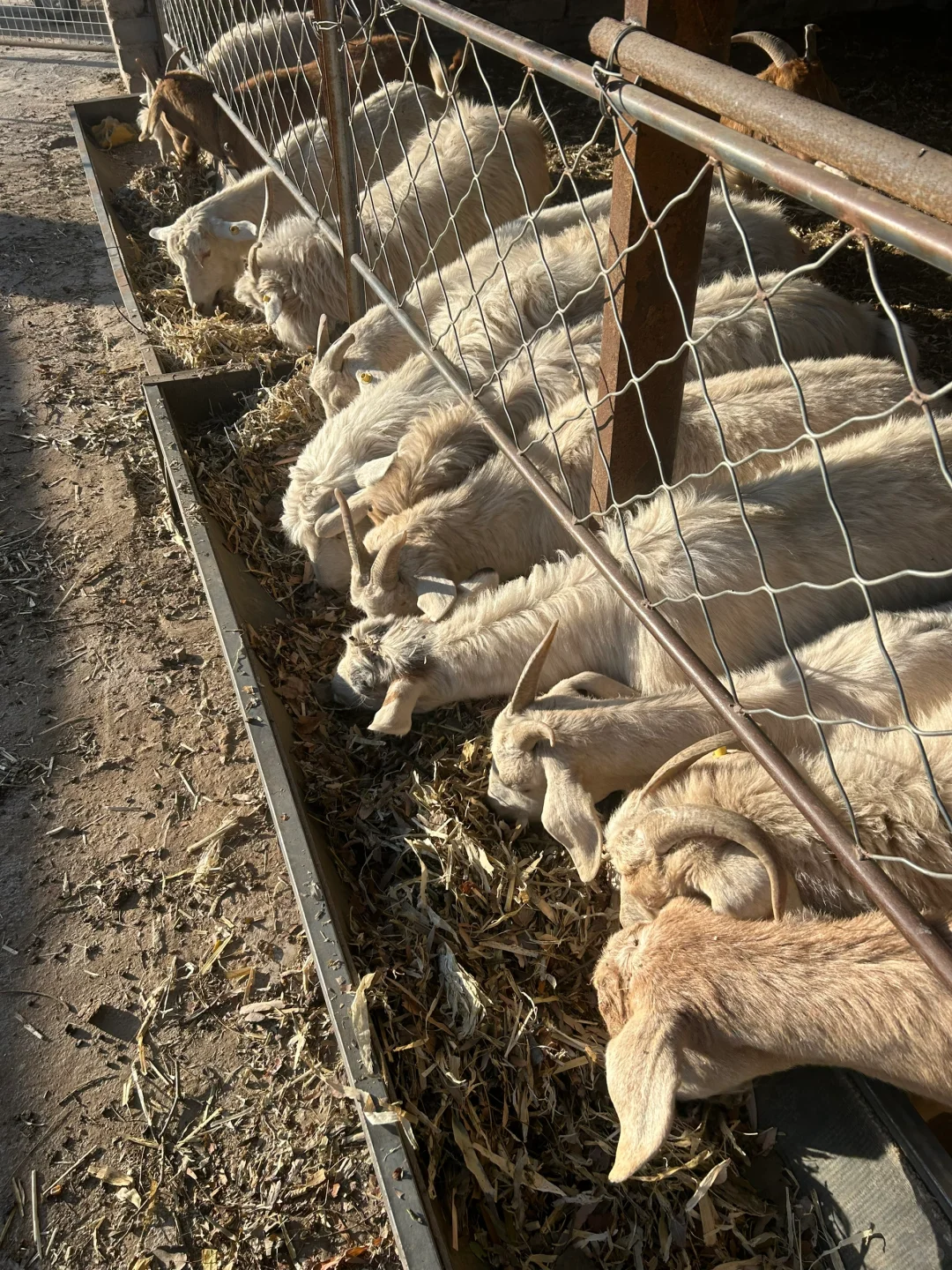 ��ʵ��������