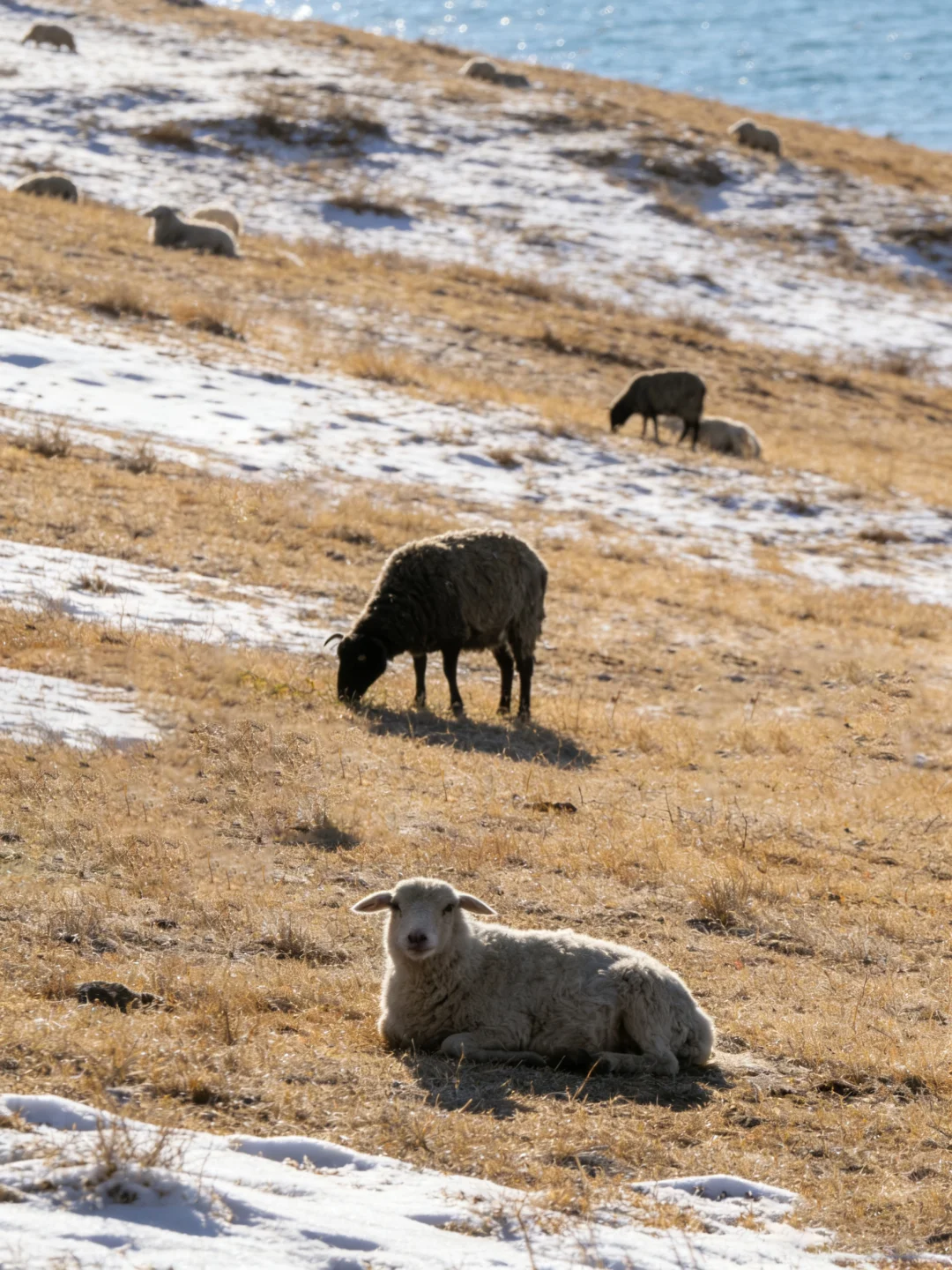 �ӡ���ԭ�����������������������������