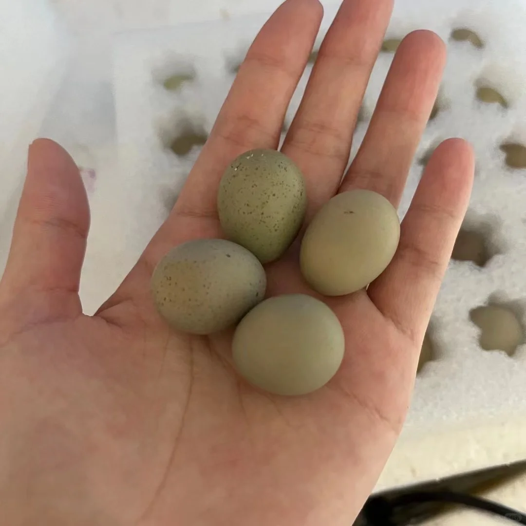 «������1Ԫһö ����Ҫ����