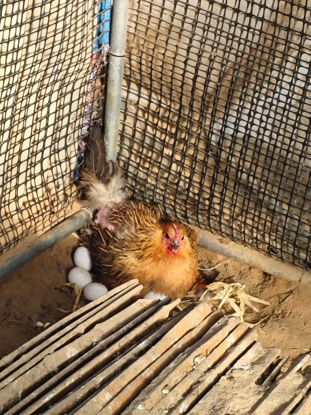 ������ҷ���������Ц��������Ҫ��