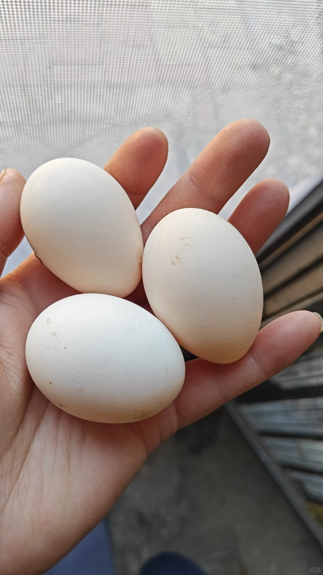 ������ҷ���������Ц��������Ҫ��