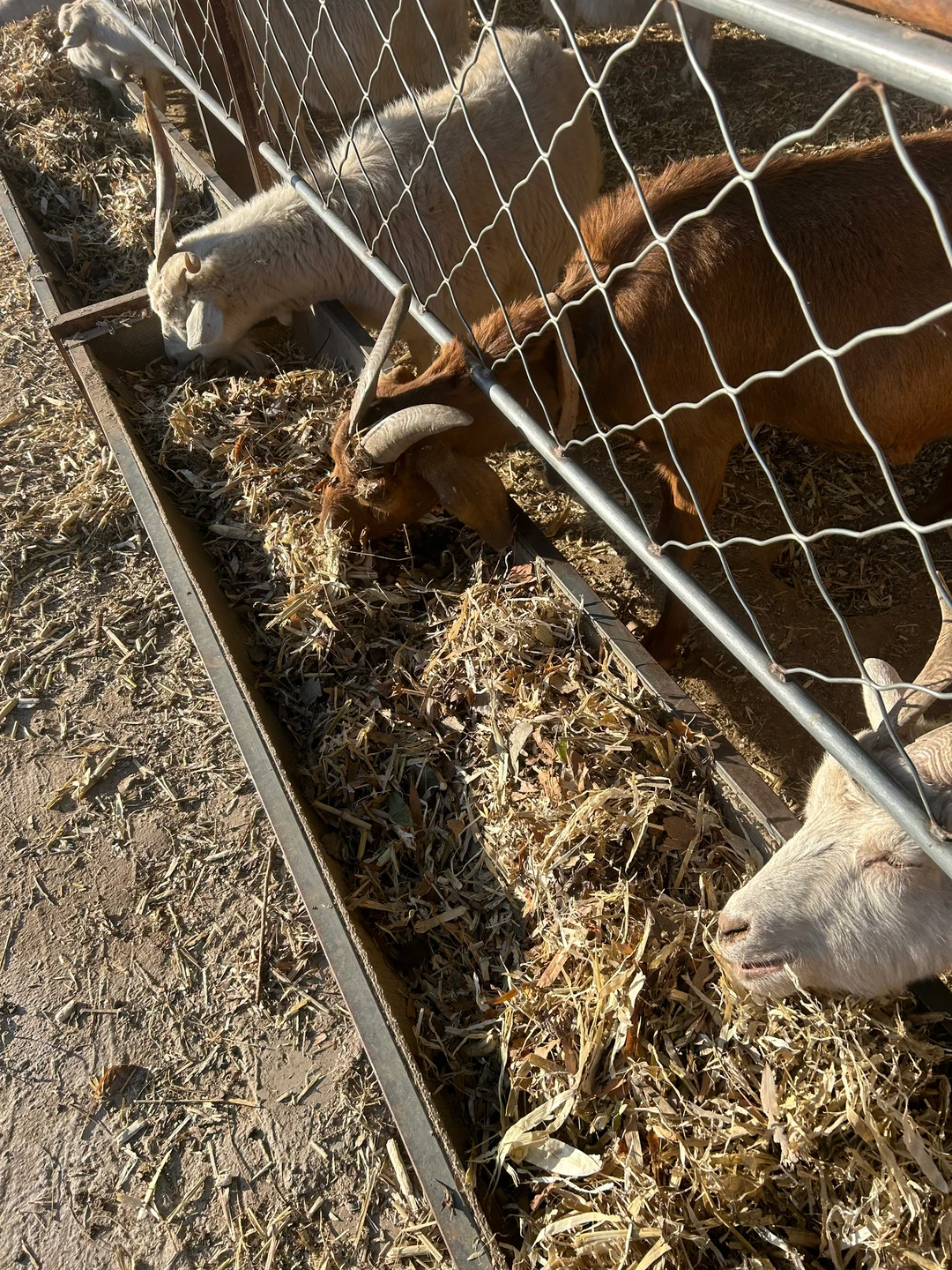 ��ʵ��������