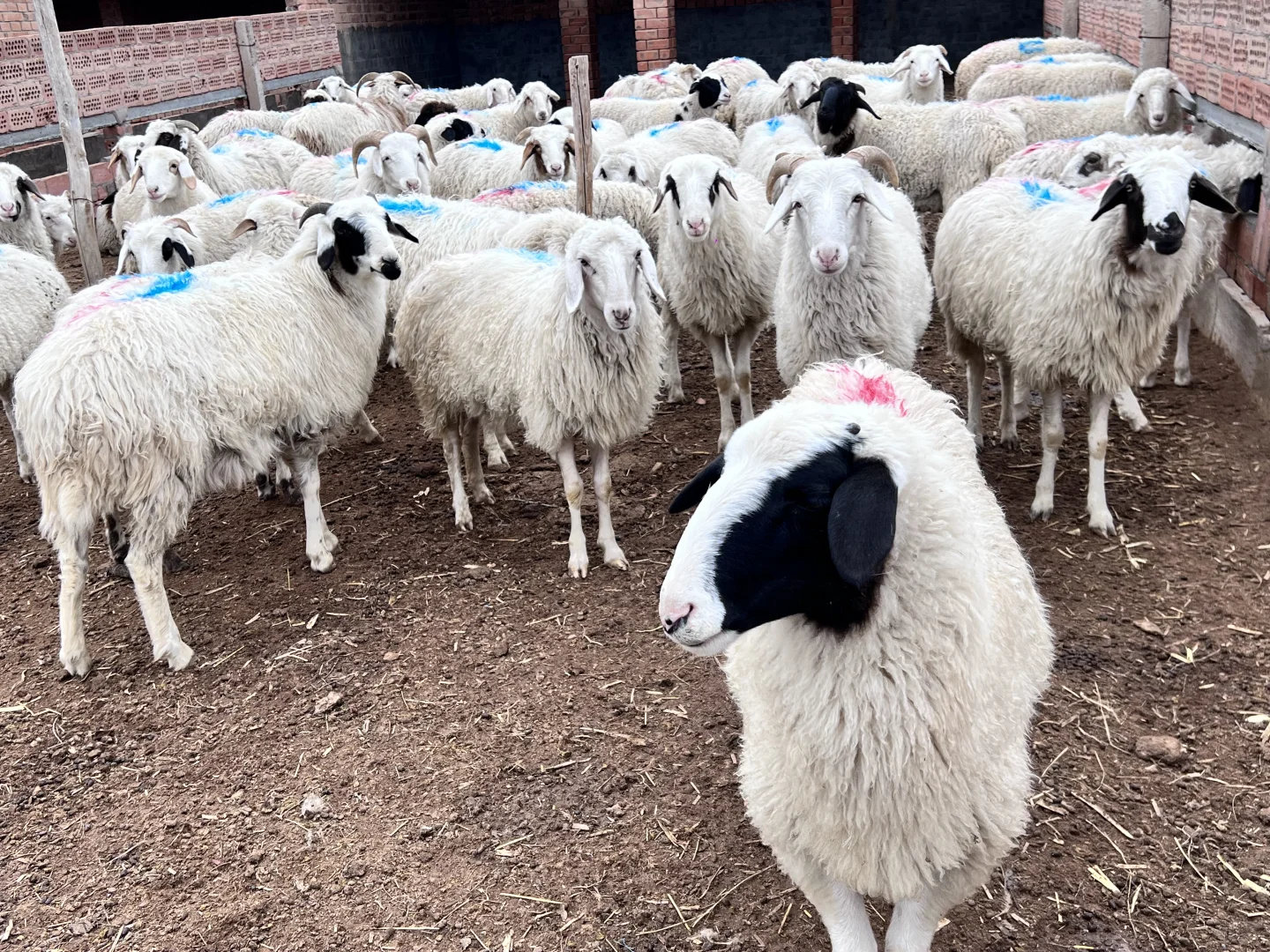 好羊肉 性价比可以高一点