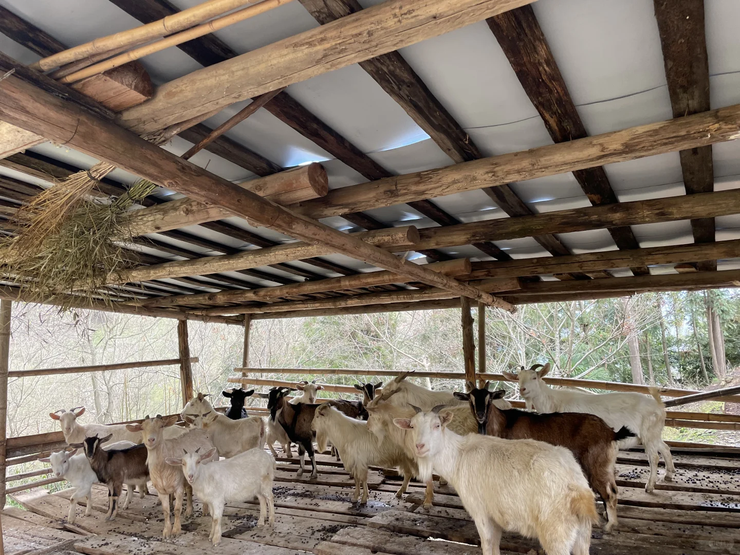 ������ʩ��ɽ��?