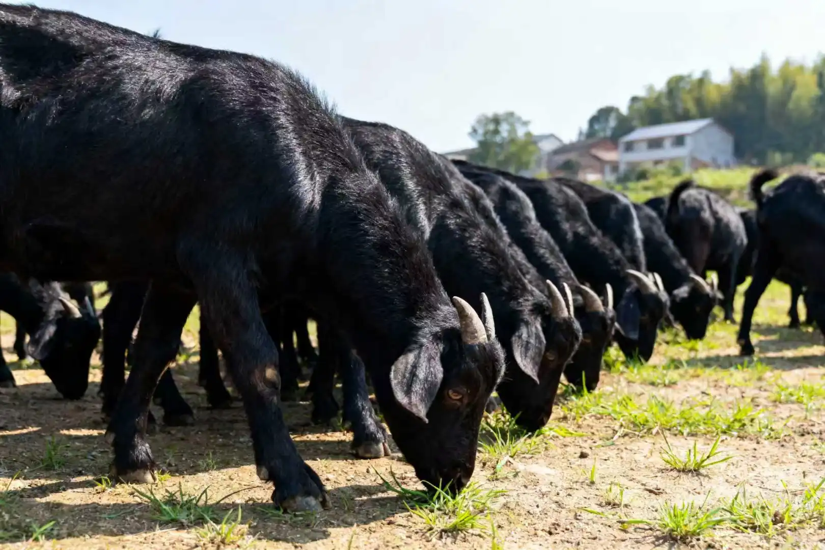 �������Բݳ���Ҷ�����غ�ɽ�����